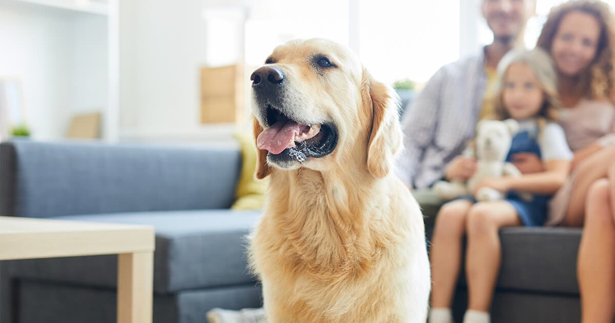 Family-Friendly & Pet-Friendly Policies