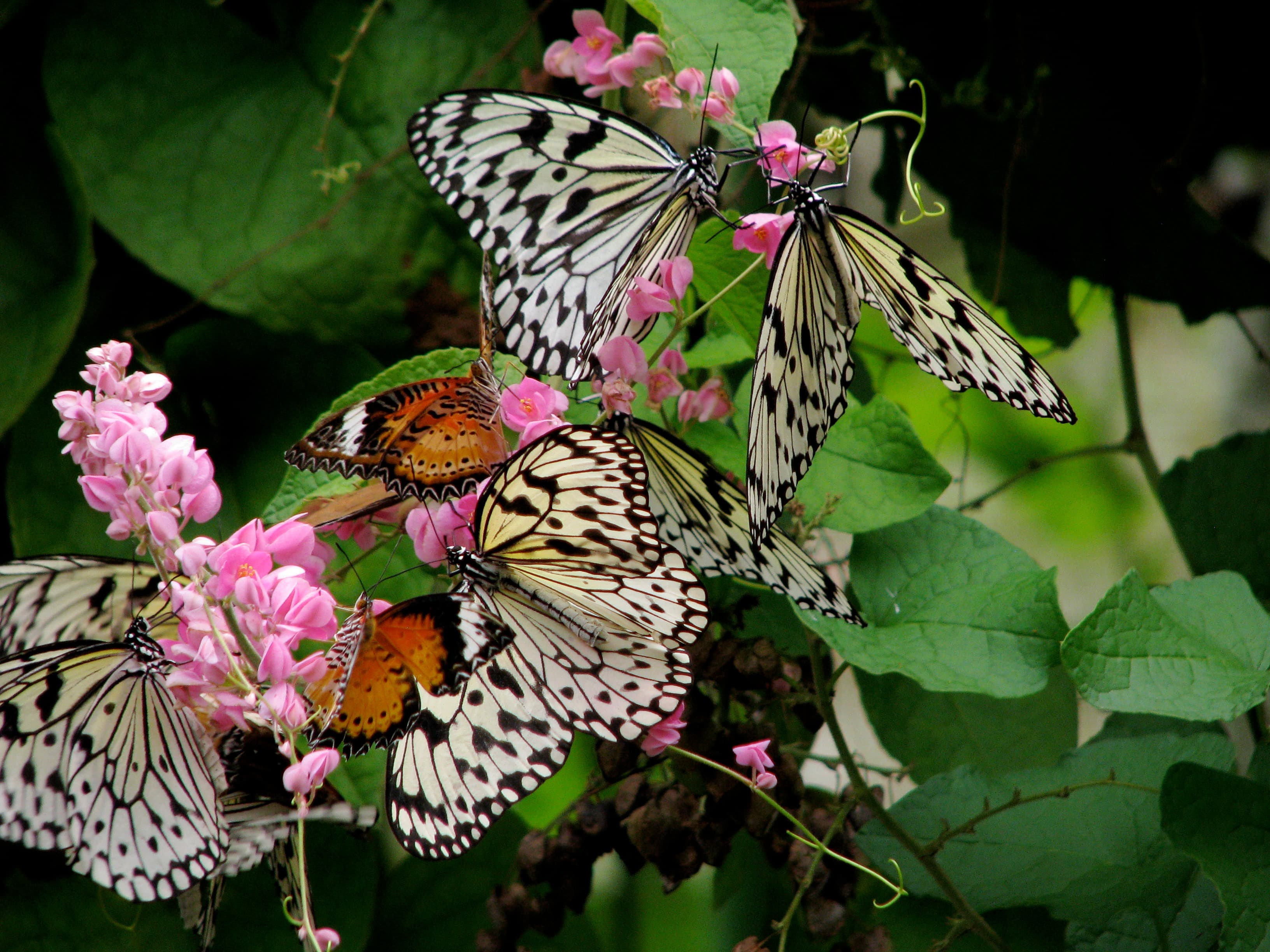 Butterfly Garden 