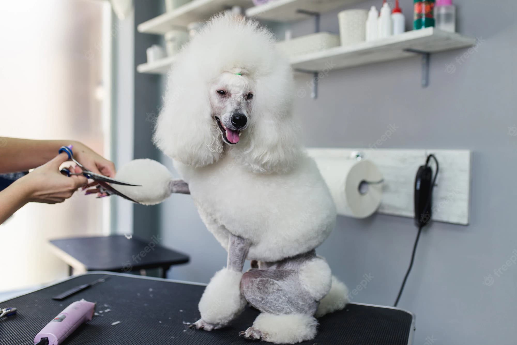 Pet Grooming Salon