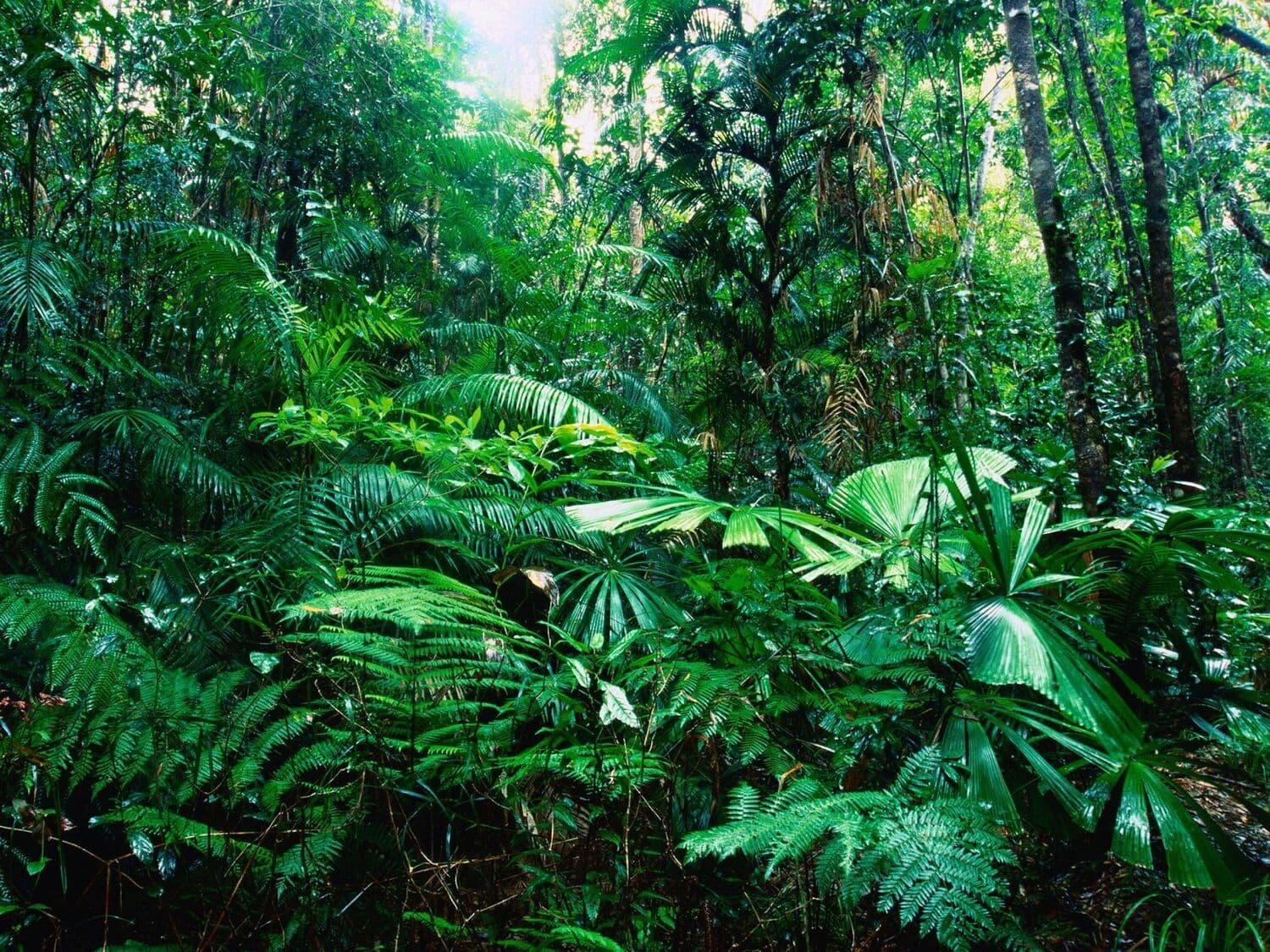 Rainforest