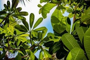 Exotic Gardens