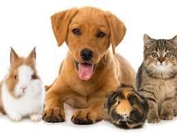 Pets Allowed