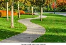 Forest Walk