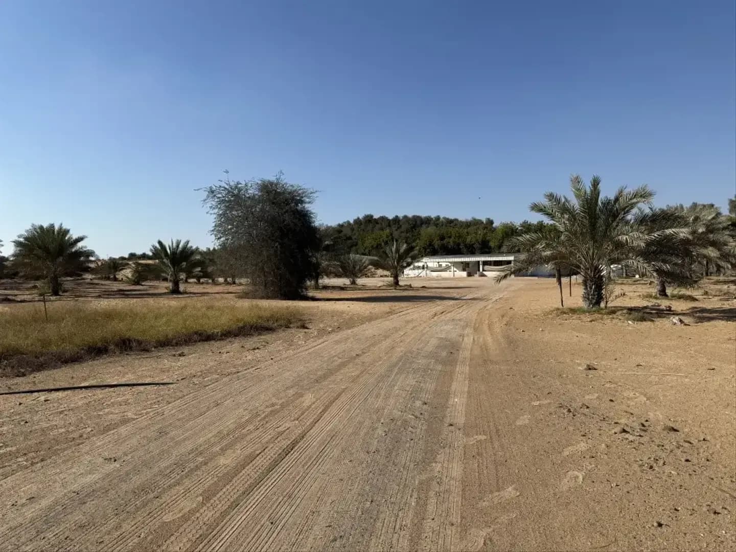 Al Zahia M
